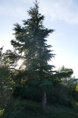 Cedrus atlantica