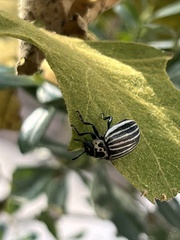 Leptinotarsa undecimlineata