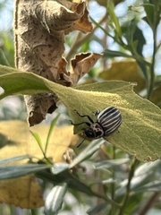 Leptinotarsa undecimlineata