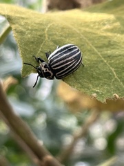 Leptinotarsa undecimlineata