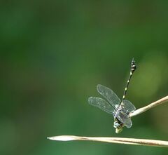 Ictinogomphus decoratus
