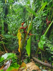 Heliconia bihai