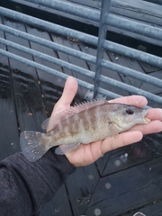 Tautogolabrus adspersus