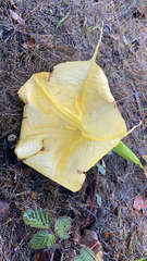 Solandra maxima
