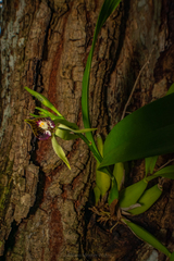 Prosthechea cochleata