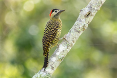 Colaptes melanochloros