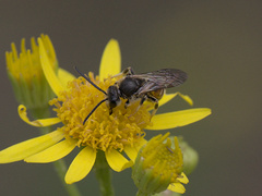 Sphecodogastra