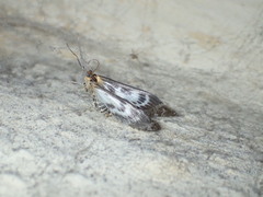 Anania hortulata