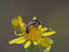 Sphecodogastra