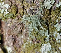 Ramalina peruviana