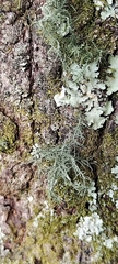 Ramalina peruviana