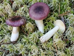 Russula caerulea