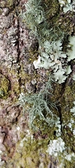 Ramalina peruviana