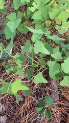 Erythrina herbacea