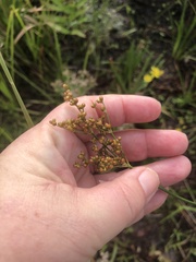Juncus biflorus