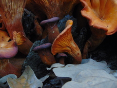 Omphalotus