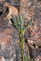 Struthiola tomentosa