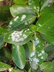 Erysiphe euonymicola