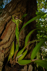 Prosthechea cochleata