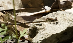 Argia tibialis