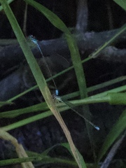 Enallagma divagans