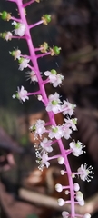 Phytolacca rivinoides