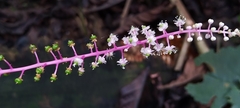 Phytolacca rivinoides