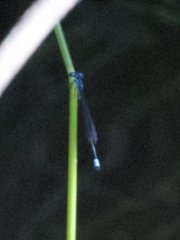 Enallagma divagans