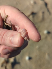 Ilyanassa trivittata