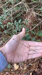 Chasmanthium sessiliflorum