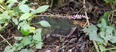 Phytolacca rivinoides