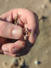 Ilyanassa trivittata