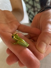 Boana rufitela