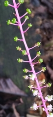 Phytolacca rivinoides