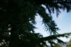 Cedrus atlantica