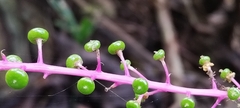 Phytolacca rivinoides