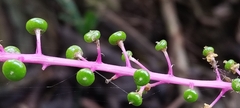 Phytolacca rivinoides