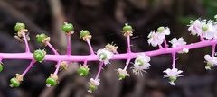 Phytolacca rivinoides