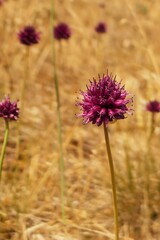 Allium sphaerocephalon