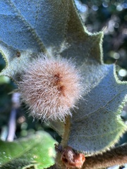 Disholandricus lasius