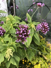 Verbena bonariensis