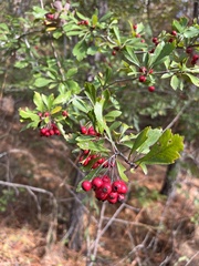 Crataegus spathulata