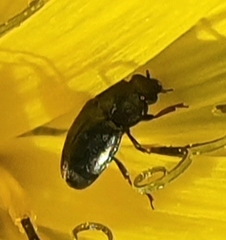 Meligethinae