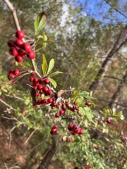 Crataegus spathulata