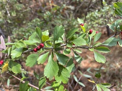 Crataegus spathulata