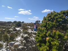 Mimetes fimbriifolius