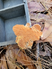 Steccherinum ochraceum