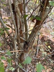 Crataegus spathulata