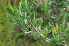 Indigofera cytisoides