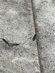 Penthetria heteroptera